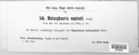 Image of Metasphaeria equiseti